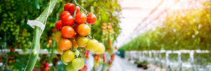 Serre pour tomates